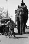 bicielefante.jpg