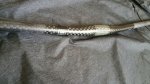 IMG_20161119_38651.jpg