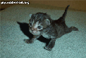 5525.gif