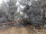 Zarza08.jpg