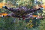 gato-dron-10062016-213109.jpg