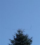 P1010826+ (Large).JPG