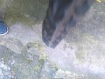IMG_20170306_120116.jpg