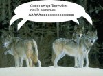 lobos-alcateianeve_3.jpg