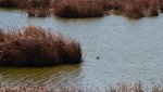 DSC_1497.jpg
