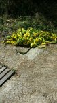 IMG-20170328-WA0008.jpg