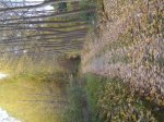 mini-DSC03334.JPG