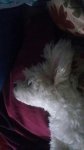 IMG-20170525-WA0000.jpg