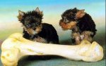 perritos con hueso grande.jpg