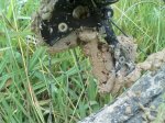 IMG_20170710_172613_978.jpg