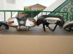 DSC00200.JPG