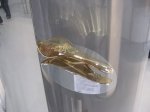 Selle Italia Oro y Diamantes.jpg