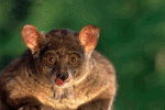 watchingyou6wk.gif