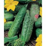 PERTPINOR.jpg