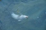 foca.JPG