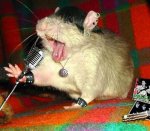 03-10-rocking-mouse.jpg