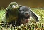 Animales_amorosos_87956.jpg