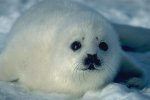 foca.jpg