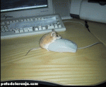 39bb9.gif