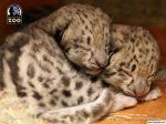 Snow_Leopard_Cubs_1541_1024_768.jpg