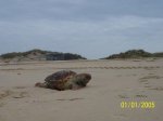 1100_0660.JPG