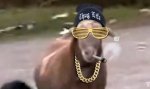 Thug-life-animales-¡GRACIOSÍSIMO.jpg