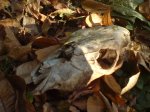 DSC00011.JPG