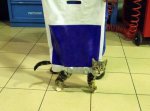 paseando-mascotas-3.jpg