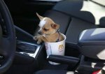 paseando-mascotas-9.jpg