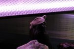 tortuga escaladora.JPG