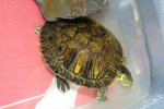tortugas 2.JPG