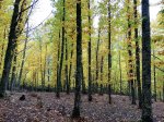IMG_20181110_111141-900.jpg