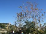 DSCF5730.JPG