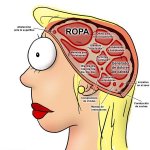 cerebrofemenino1.jpg