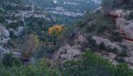 Arbol.jpg