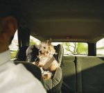 paseando-mascotas-7.jpg