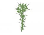 green_toxo.jpg