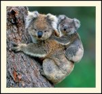 koala1.jpg