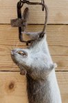depositphotos_47093561-stock-photo-dead-rat-in-a-trap.jpg