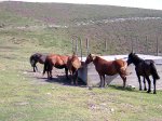 Caballos 02.jpg