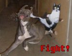 gato-chuck-norris.jpg