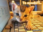 gatito-computadora-ayudar.jpg