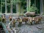sus_scrofa_6626.jpg