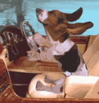 perrito2520manejando6zv8dg.gif