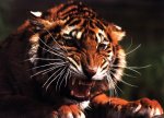 Tigger face GRRR.jpg