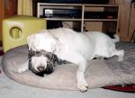 animals8.jpg