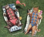 gatosenbikinijg8.jpg