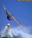 windsurfer and a shark.jpg
