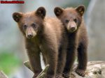 photo_fond_ecran_wallpaper_animaux_ours_001.jpg