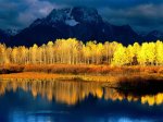 Quaking_Aspen_Mount_Moran_Grand_Tetons_Wyoming_2751_1152_864.jpg